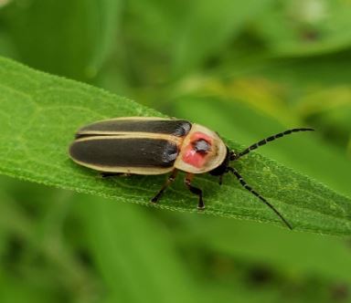 FIREFLIES: COMING TO THEIR RESCUE AT HOME